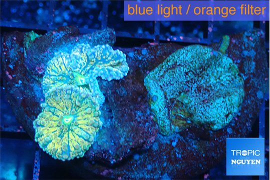 Ricordea yuma golden sunset 2 polyps WYSIWYG acclimaté