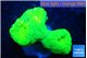 Caulastrea neon green 2-3 polyps WYSIWYG acclimaté
