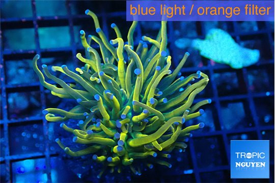 Euphyllia glabrescens 24k 4-7 cm WYSIWYG acclimaté