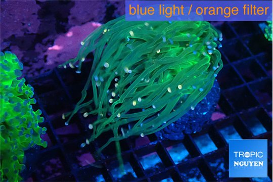 Euphyllia glabrescens green & pink tip 4-7 cm WYSIWYG acclimaté