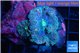 Ricordea yuma pink purple premium 2 polyps WYSIWYG acclimaté
