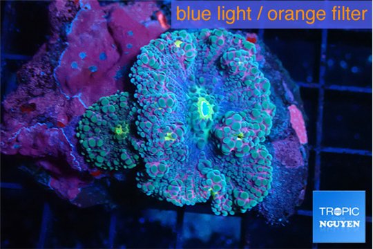 Ricordea yuma pink purple premium 2 polyps WYSIWYG acclimaté