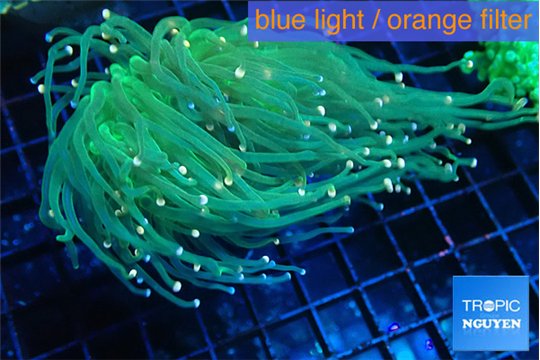 Euphyllia glabrescens green & pink tip 5-8 cm WYSIWYG acclimaté