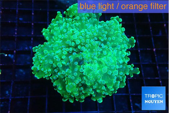 Euphyllia paradivisa green 4-7 cm WYSIWYG acclimaté