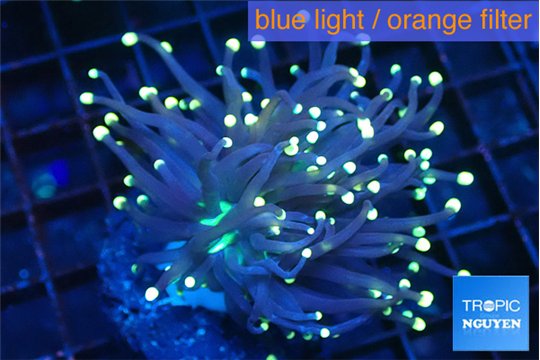 Euphyllia glabrescens joker golden tip 5-7 cm WYSIWYG acclimaté