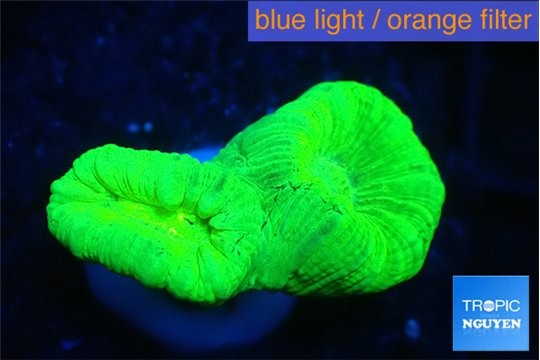 Caulastrea neon green 2 polyps WYSIWYG acclimaté