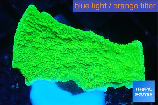 Montipora green cap 2-3 cm WYSIWYG acclimaté