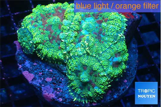 Rhodactis tricolor 6-9 cm WYSIWYG acclimaté