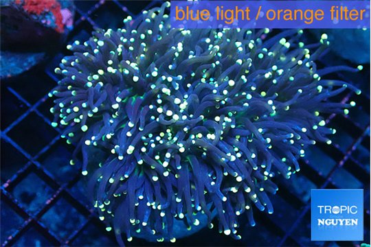 Euphyllia glabrescens joker golden tips 7-14 cm WYSIWYG acclimaté