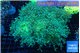 Euphyllia paradivisa green sunset 9-14 cm WYSIWYG acclimaté