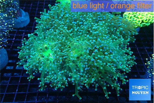 Euphyllia paradivisa green sunset 9-14 cm WYSIWYG acclimaté