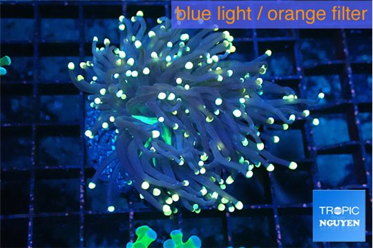 Euphyllia glabrescens joker golden tip 4-7 cm WYSIWYG acclimaté