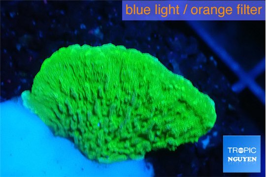 Montipora green cap 1-2 cm WYSIWYG acclimaté
