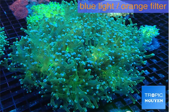 Euphyllia paradivisa green sunset 9-14 cm WYSIWYG acclimaté