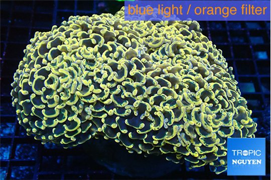Euphyllia ancora orange 9-14 cm WYSIWYG acclimaté