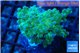 Euphyllia yayaemaensis green & purple tip 4-6 cm WYSIWYG acclimaté