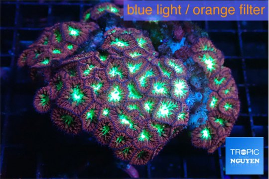 Blastomussa merletti red green 7-10 cm WYSIWYG acclimaté