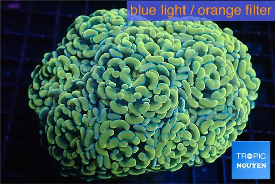 Euphyllia paraancora orange 7-14 cm WYSIWYG acclimaté
