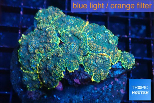 Rhodactis purple gold 8-12 cm WYSIWYG acclimaté