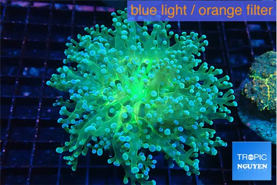 Euphyllia yayaemaensis green 6-9 cm WYSIWYG acclimaté