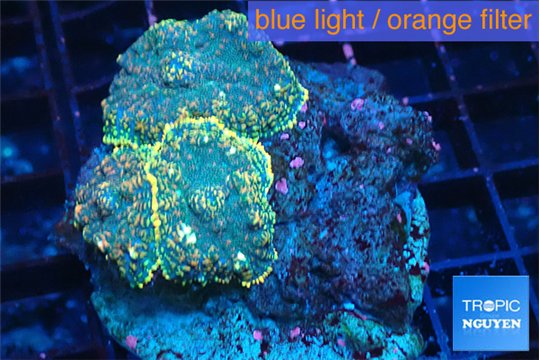 Rhodactis purple gold 3-4 polyps WYSIWYG acclimaté