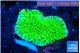 Montipora green 2-3 cm WYSIWYG acclimaté