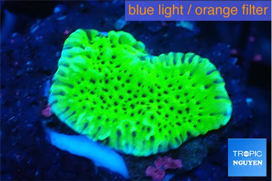 Montipora green 2-3 cm WYSIWYG acclimaté