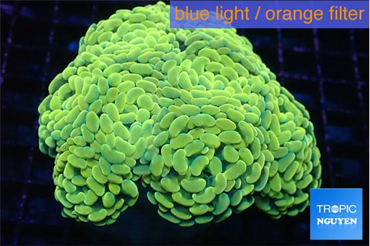 Euphyllia paraancora gold 7-14 cm WYSIWYG acclimaté