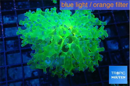 Euphyllia yayaemaensis green & purple tip 4-7 cm WYSIWYG acclimaté