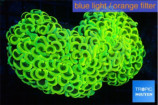 Euphyllia ancora gold 8-14 cm WYSIWYG acclimaté