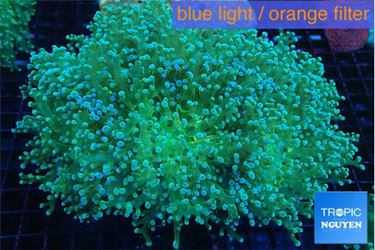 Euphyllia paradivisa green sunset 8-12 cm WYSIWYG acclimaté
