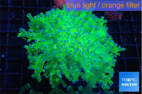 Euphyllia yayaemaensis green & purple tip 5-8 cm WYSIWYG acclimaté