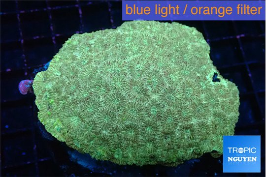 Favia golden 9-14 cm WYSIWYG acclimaté