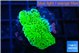 Montipora green 2-3 cm WYSIWYG acclimaté