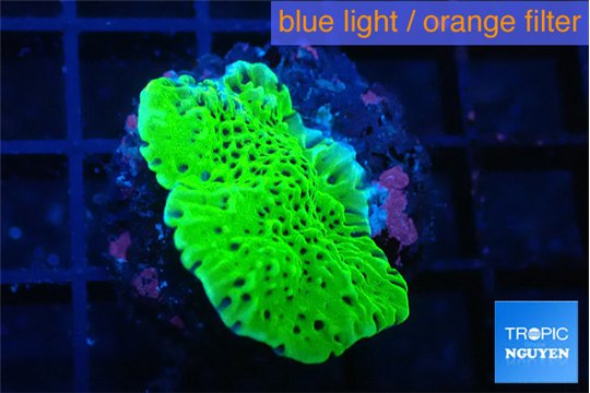 Montipora green 2-3 cm WYSIWYG acclimaté
