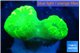 Caulastrea neon green 2 polyps WYSIWYG acclimaté