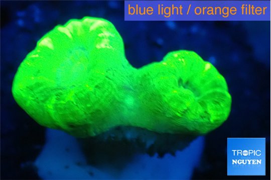 Caulastrea neon green 2 polyps WYSIWYG acclimaté