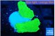 Montipora green cap 1-3 cm WYSIWYG acclimaté