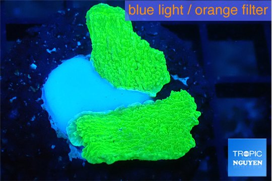 Montipora green cap 1-3 cm WYSIWYG acclimaté