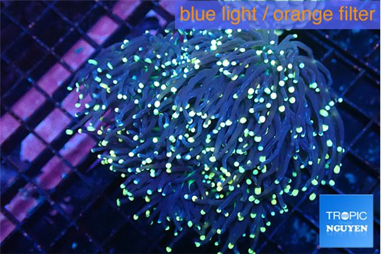 Euphyllia glabrescens joker golden tips 7-14 cm WYSIWYG acclimaté