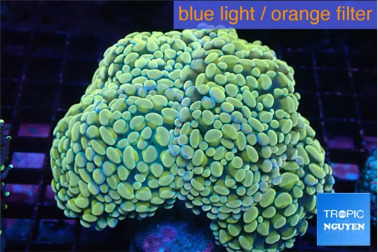 Euphyllia paraancora orange 7-14 cm WYSIWYG acclimaté