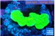 Montipora green cap 1-3 cm WYSIWYG acclimaté