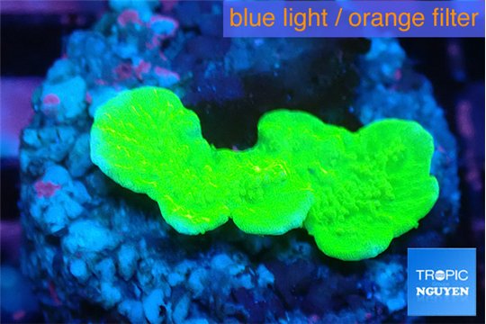 Montipora green cap 1-3 cm WYSIWYG acclimaté