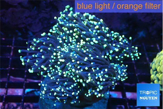 Euphyllia glabrescens joker golden tips 7-12 cm WYSIWYG acclimaté