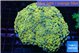 Euphyllia paraancora orange 7-14 cm WYSIWYG acclimaté