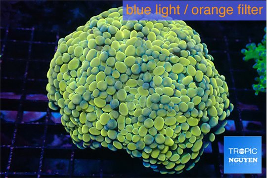 Euphyllia paraancora orange 7-14 cm WYSIWYG acclimaté