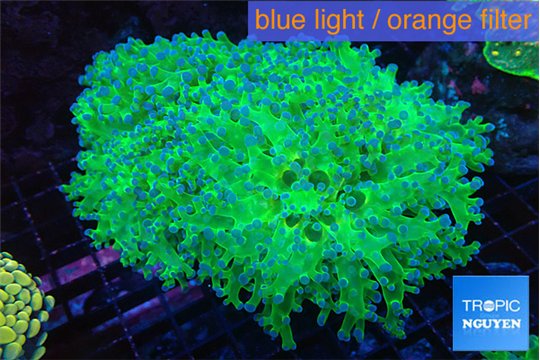 Euphyllia paradivisa green purple 8-14 cm WYSIWYG acclimaté