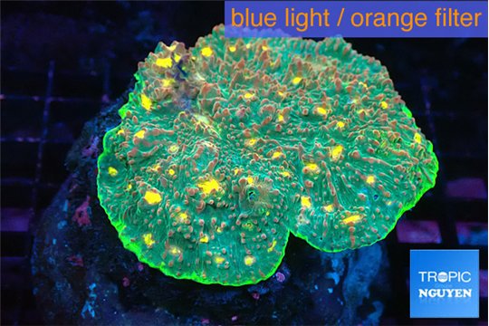 Echinophyllia rainbow premium 7-11 cm WYSIWYG acclimaté