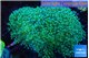 Euphyllia paradivisa green sunset 8-14 cm WYSIWYG acclimaté