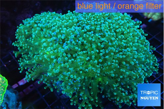 Euphyllia paradivisa green sunset 8-14 cm WYSIWYG acclimaté